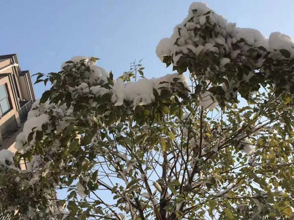 征收土地預公告的內容一般有哪些？上海拆遷律師網為您介紹